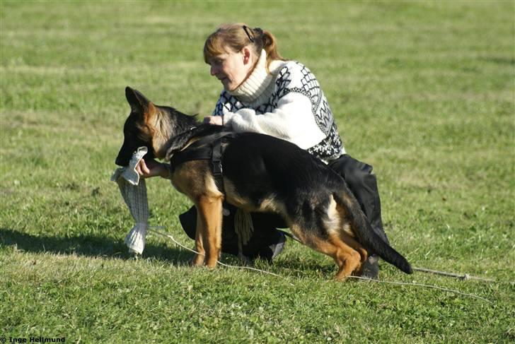 Schæferhund Taem Paka´s Rimmi billede 11
