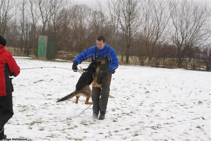 Schæferhund Taem Paka´s Rimmi billede 12