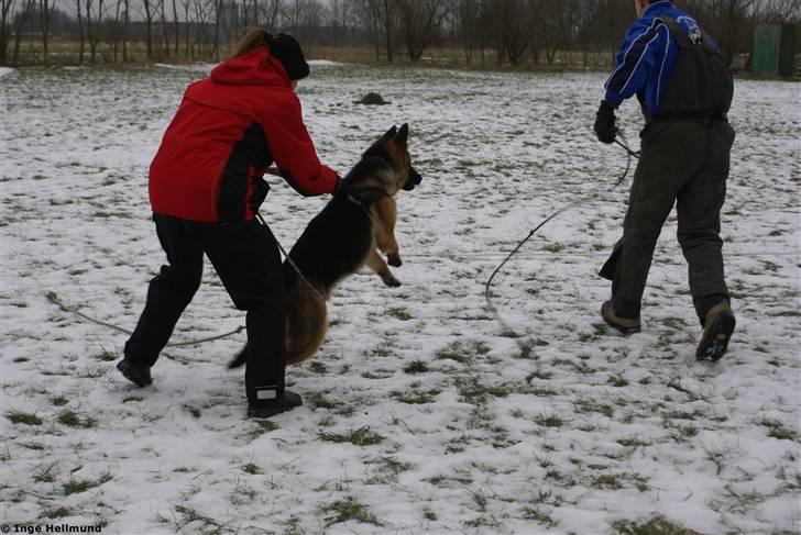 Schæferhund Taem Paka´s Rimmi billede 13