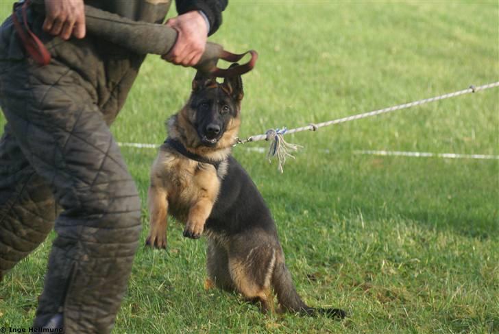 Schæferhund Taem Paka´s Rimmi billede 14