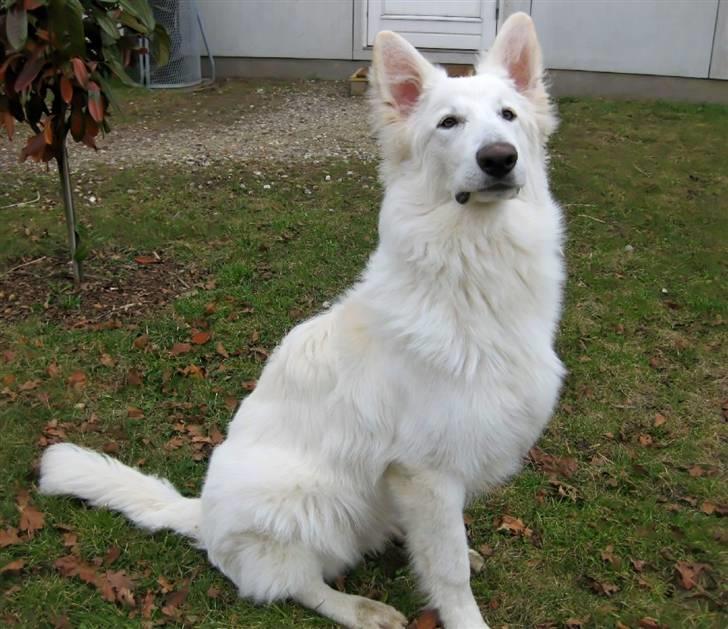 Hvid schæfer Baloo billede 1