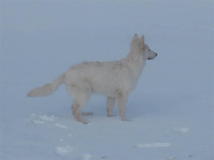 Hvid schæfer Baloo billede 2