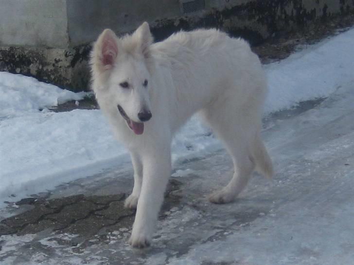 Hvid schæfer Baloo billede 3