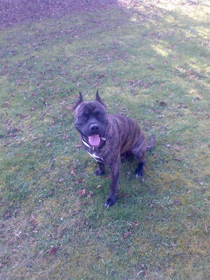 Amerikansk staffordshire terrier pablo billede 1