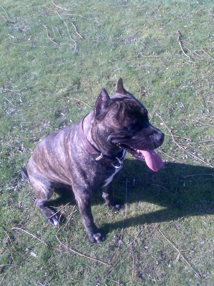 Amerikansk staffordshire terrier pablo billede 2