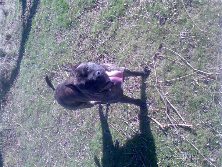 Amerikansk staffordshire terrier pablo billede 3