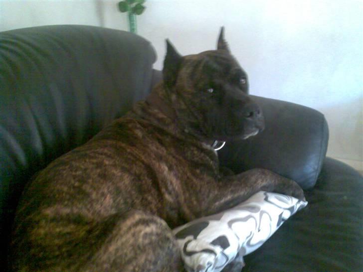 Amerikansk staffordshire terrier pablo billede 5