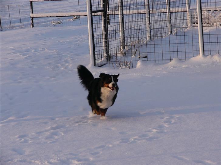 Berner sennenhund Balter (Har fået et nyt hjem) - Balter d.23 december - 09. ..... Han elsker sne!!! billede 15