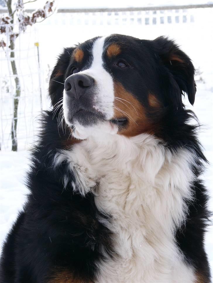 Berner sennenhund Balter (Har fået et nyt hjem) - Balter d. 1. januar 2010 billede 16