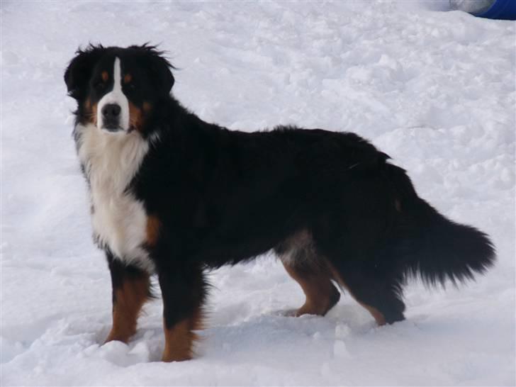 Berner sennenhund Balter (Har fået et nyt hjem) - Balter d.2 feb - 2010.. Smuk og dejlig hund!!! billede 17