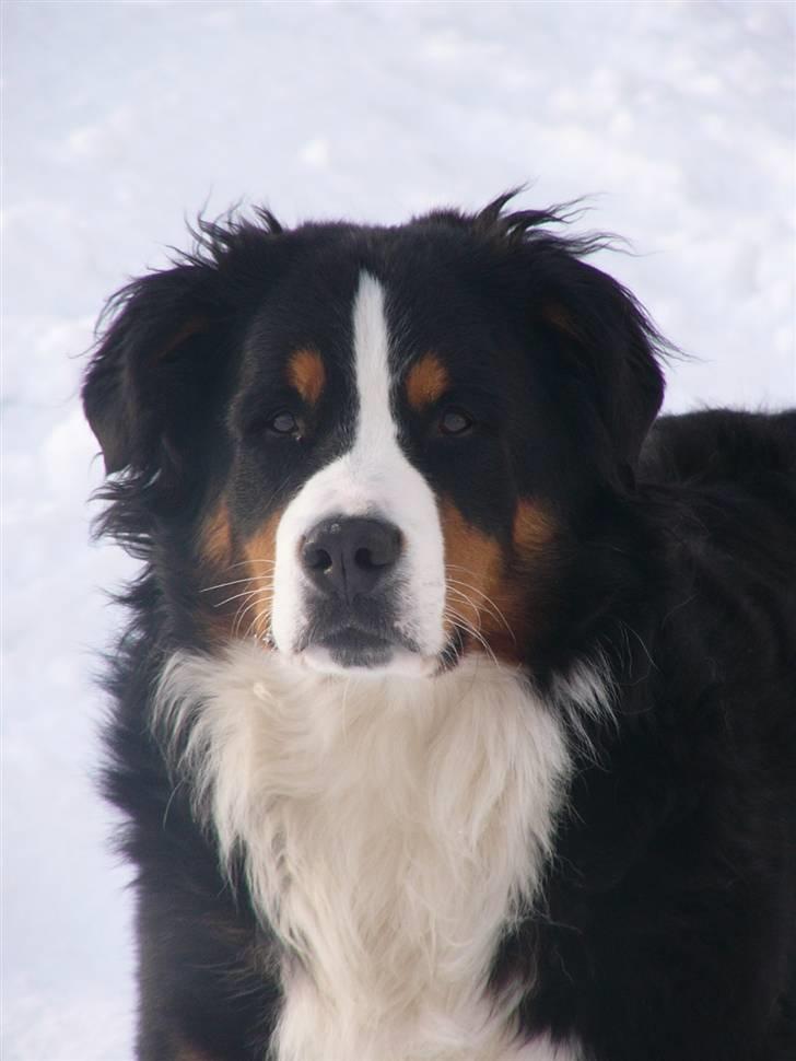 Berner sennenhund Balter (Har fået et nyt hjem) - Taget d.2 feb - 2010 billede 18
