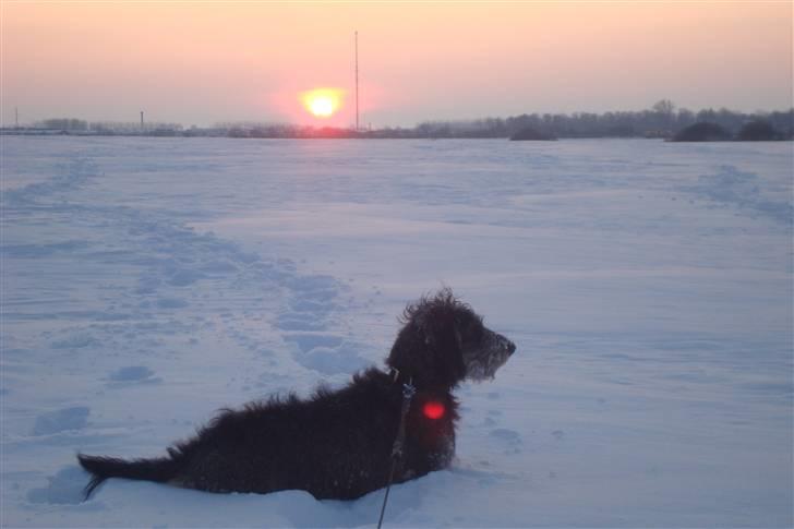 Gravhund Skovkrogen´s Adda billede 6