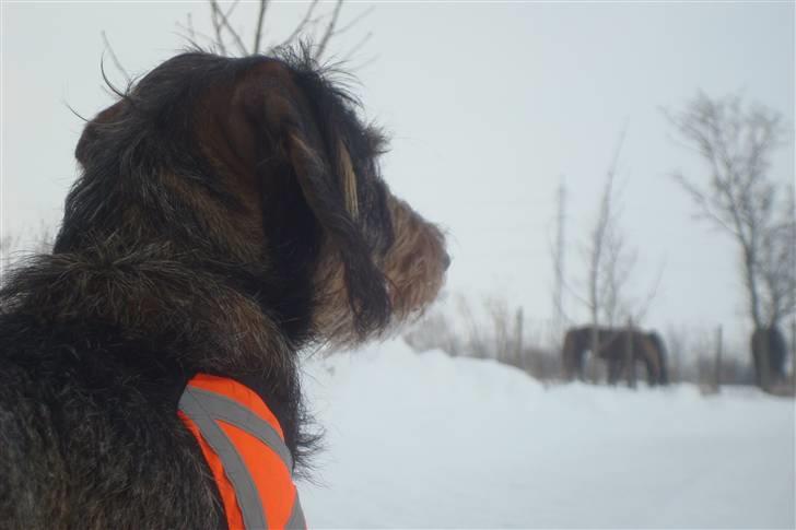 Gravhund Skovkrogen´s Adda billede 7