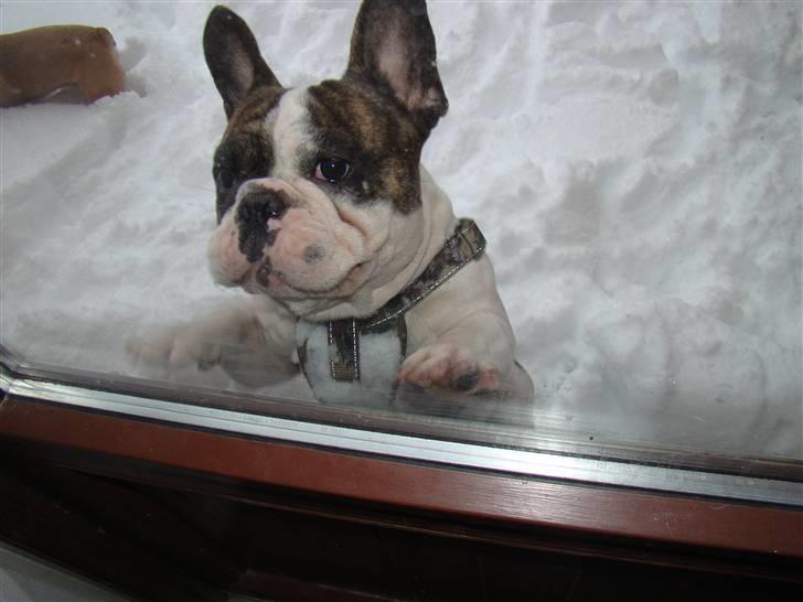 Fransk bulldog Koda billede 10