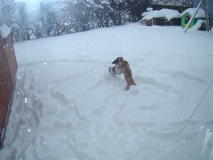 Fransk bulldog Koda - Ulla og Koda leger i sneen ;D billede 13