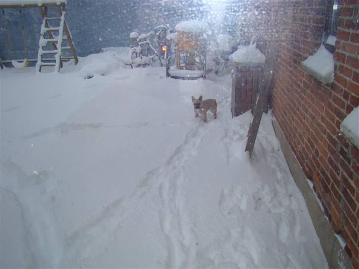 Fransk bulldog Ulla billede 7