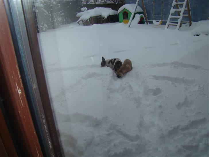 Fransk bulldog Ulla billede 8