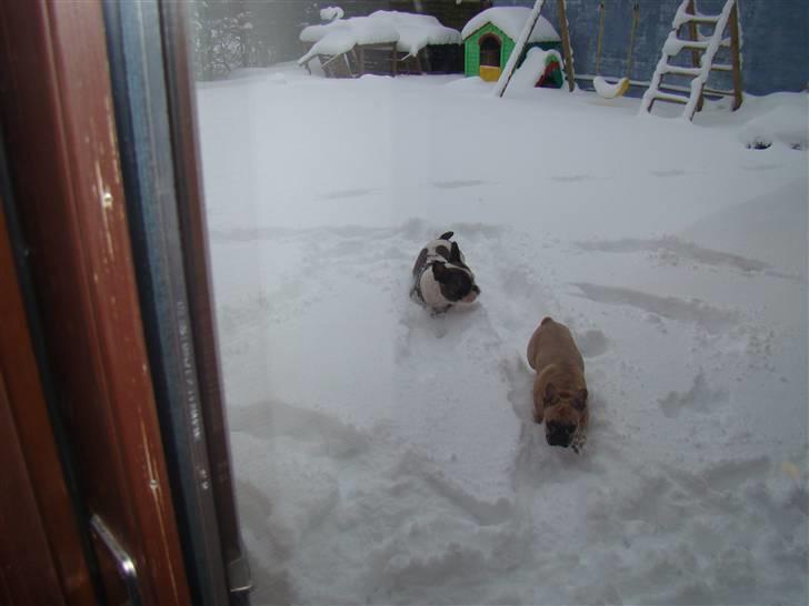 Fransk bulldog Ulla billede 9