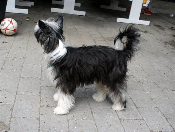 Chinese crested powder puff Noi Noi billede 1