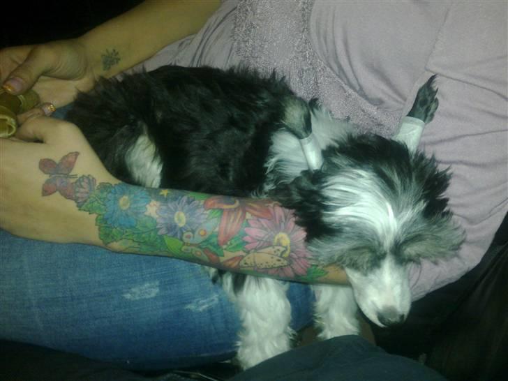 Chinese crested powder puff Noi Noi - Putter v mor på vej hjem fra Sjælland ;-) billede 2