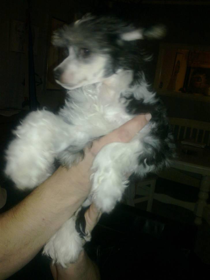 Chinese crested powder puff Noi Noi billede 3