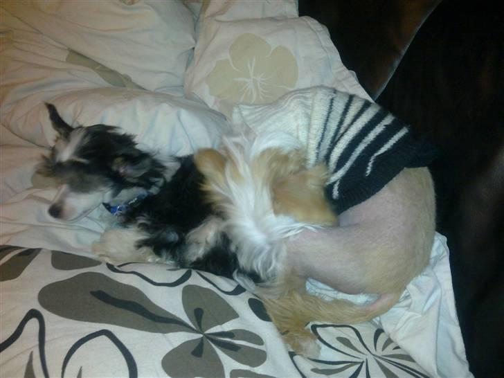 Chinese crested powder puff Noi Noi - Noi Noi & Lunse billede 5