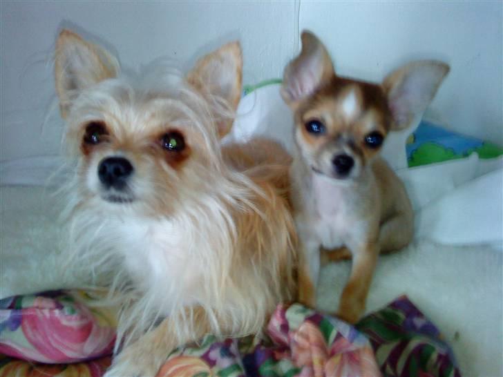 Blanding af racer Tue - Mor og søn, januar 2010 billede 16