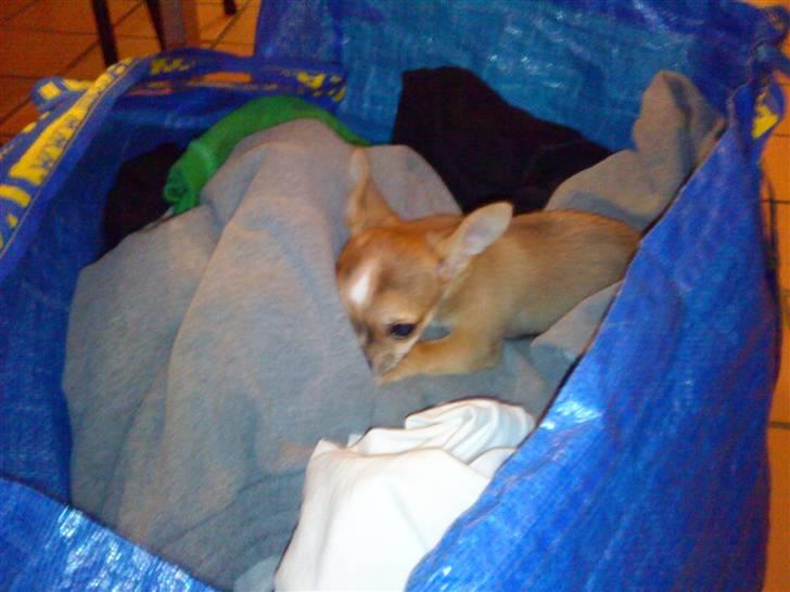 Blanding af racer Tue - Tøjet var dejlig varmt efter det kom ud af tørretumbleren billede 17