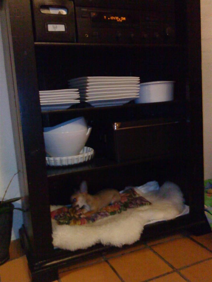 Blanding af racer Tue - Thilde og Tues nye "kurv" :p billede 18