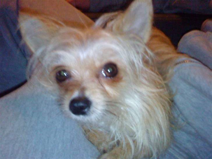 Blanding af racer Thilde - 3½ år gammel og næsten lige blevet mor billede 19