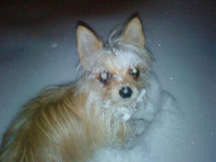 Blanding af racer Thilde - Puha det er koldt!! billede 20