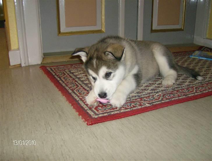 Alaskan malamute Eva Død 7/7-2010 - Sutte tyven Eva billede 19