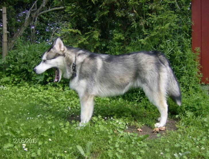 Alaskan malamute Eva Død 7/7-2010 - 7 mdr. Gider absolut ikke stå model billede 20