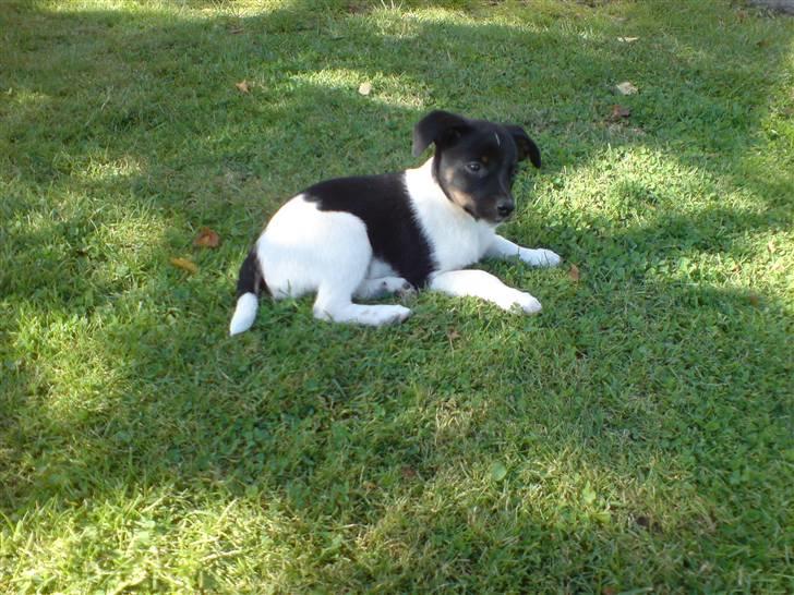 Dansk svensk gaardhund Kvik - Som hvalp, kort efter jeg fik ham billede 1