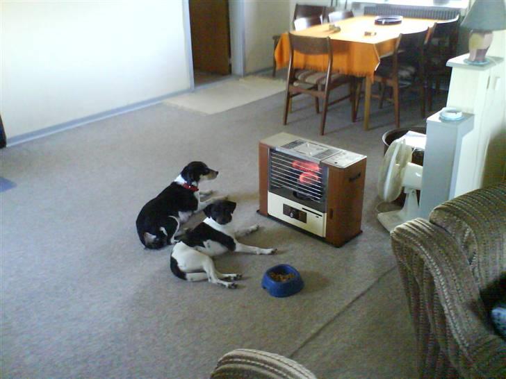 Dansk svensk gaardhund Kvik - Nyder at ligge foran petroleums oven sammen med Sille :) billede 6