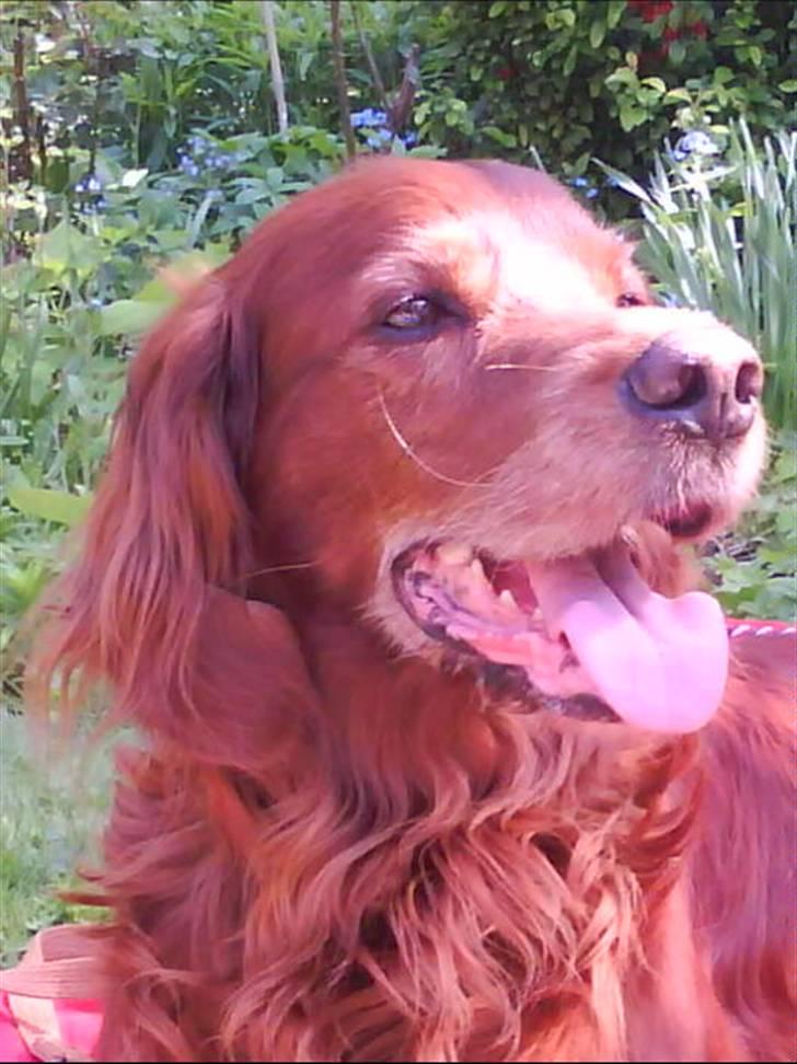 Irsk setter Siga billede 1