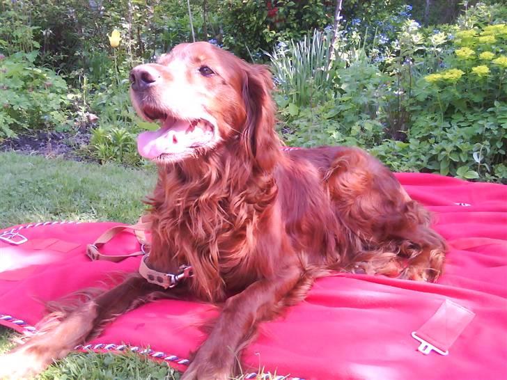 Irsk setter Siga billede 2