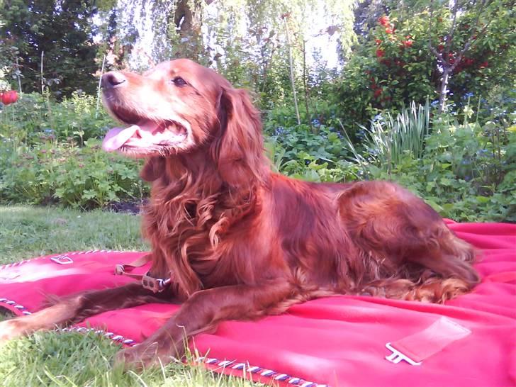 Irsk setter Siga billede 3