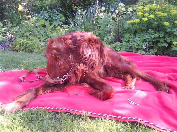 Irsk setter Siga billede 4