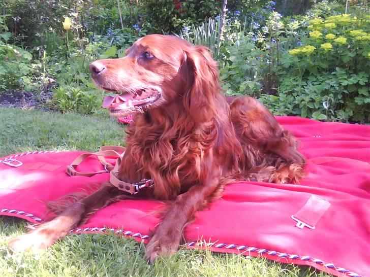 Irsk setter Siga billede 5