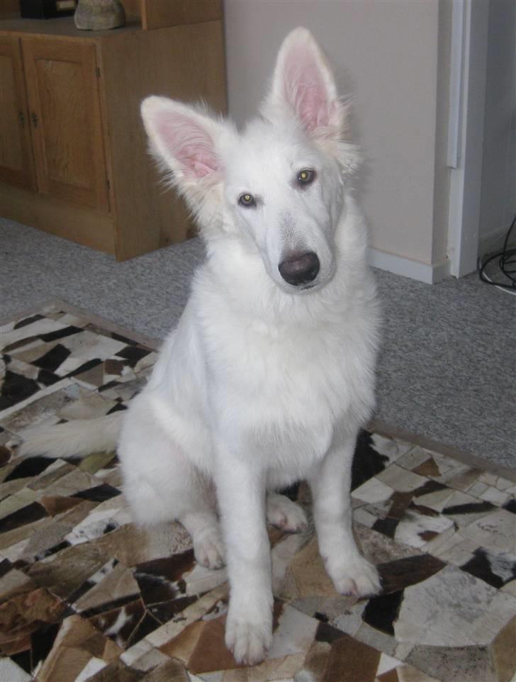 Hvid schæfer Baloo billede 4