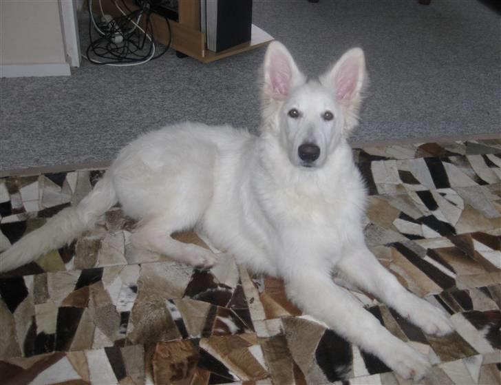 Hvid schæfer Baloo billede 5