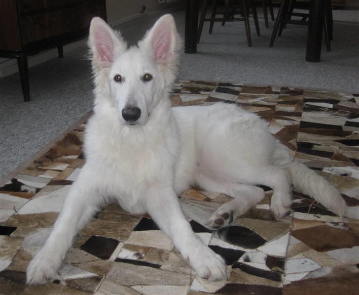 Hvid schæfer Baloo billede 6