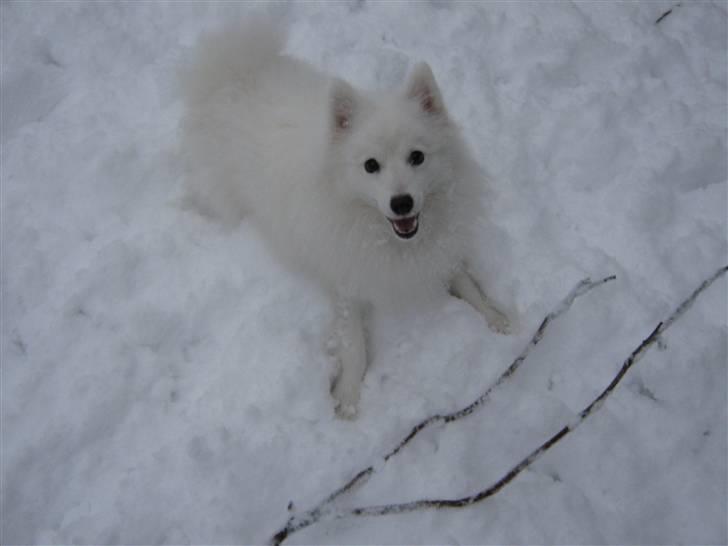 Japansk spids Bamse billede 18