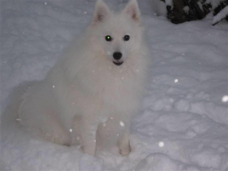 Japansk spids Bamse billede 19