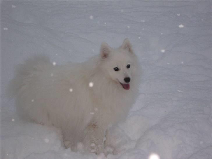 Japansk spids Bamse billede 20