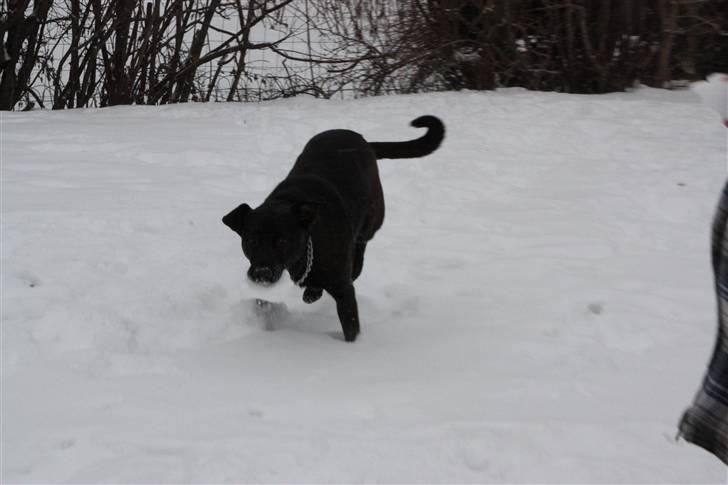 Blanding af racer Gizmo billede 12