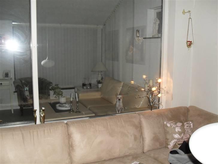 Chihuahua Luigi - I glemte mig! billede 20