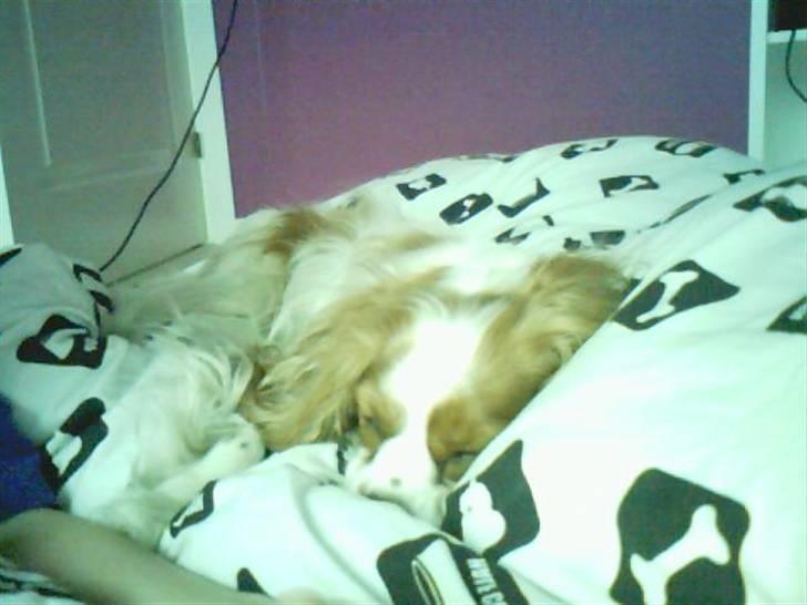 Cavalier king charles spaniel Oliver - vi fik lige taget 2 nye billeder mens han sov... billede 8