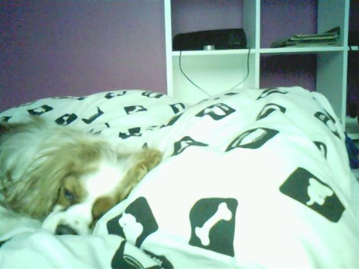 Cavalier king charles spaniel Oliver - Z z z billede 9